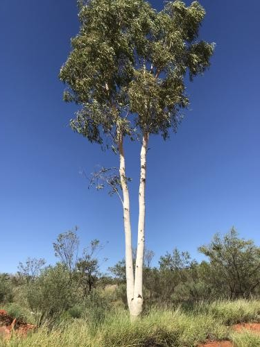 Lightning Tree near Arlparra