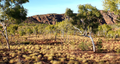 Image of gums and rocky mountain at Spirit Hills